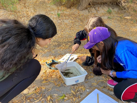 Students looking at a bin of macroinvertebrates by the Santa Cruz River