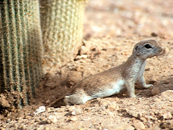 Little rodent next to cactus