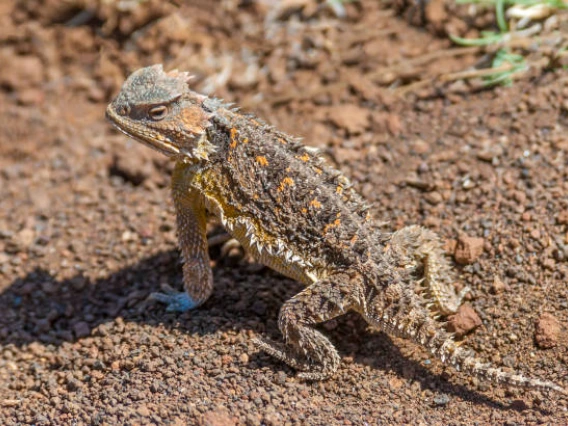 Lizard in the Desert