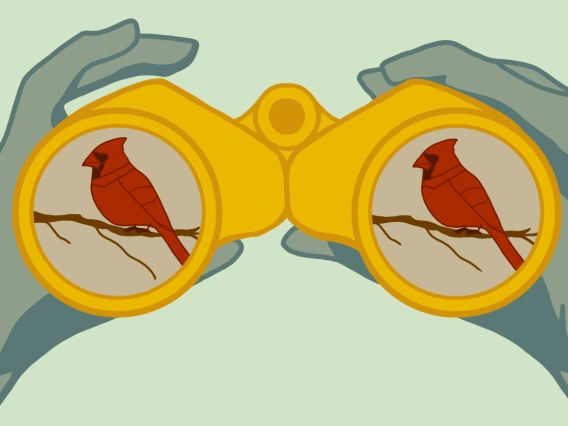 Binoculars observing red cardinal bird