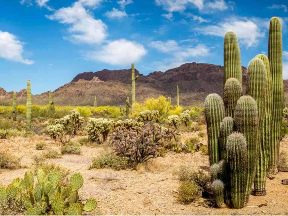 Desert plants photo