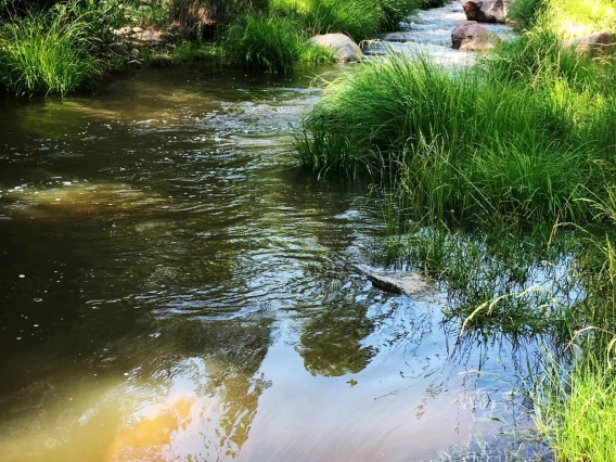 Riparian plants photo