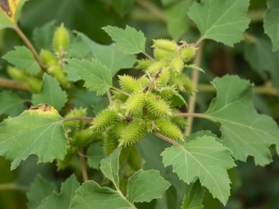 Cocklebur plant leaves