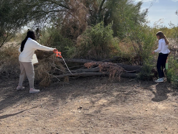 Two students measuring a log with transect tape