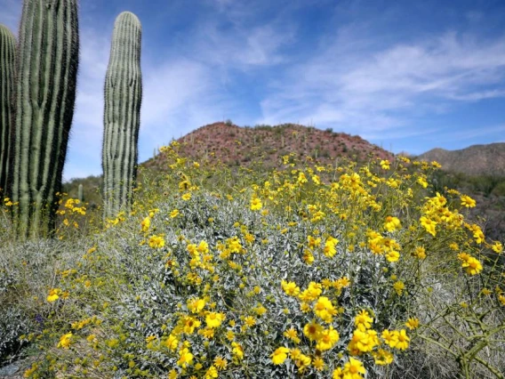 Desert Habitat