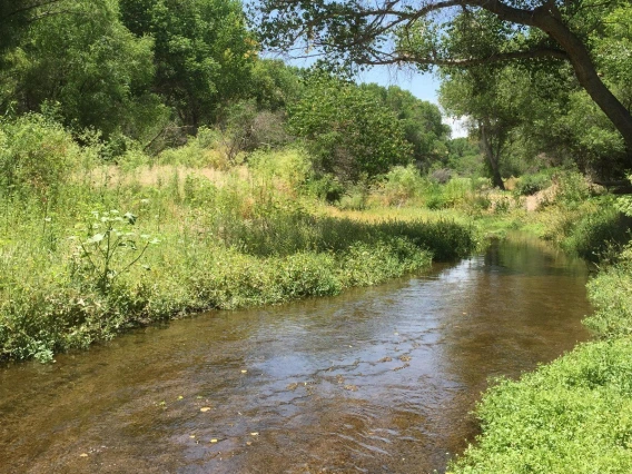 Riparian Plants