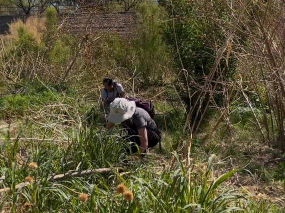 Teachers pulling invasive plants at the Santa Cruz River