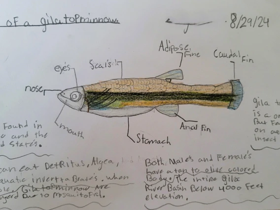 Student project infographic of a Gila topminnow 