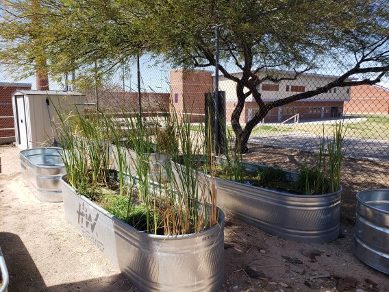 Riparian habitat tanks on a high school campus in Tucson