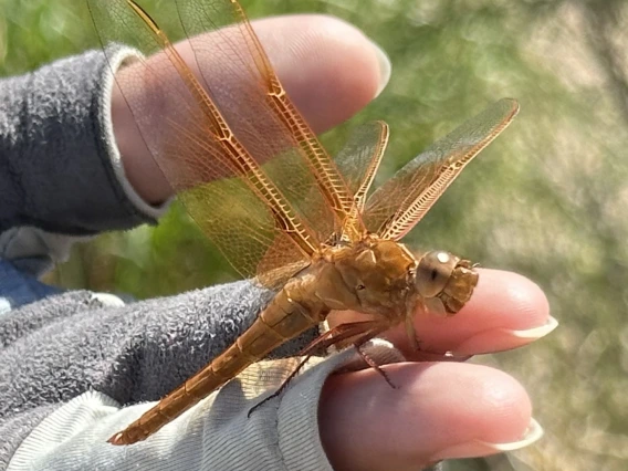 person holding a dragonfly