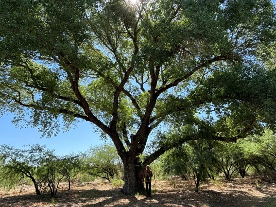 Large cottonwood tree with person standing next to it