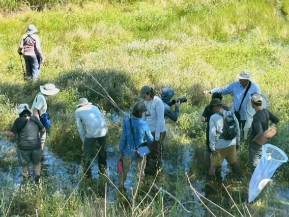 Group of people in wetland on dragonfly tour in Santa Cruz County