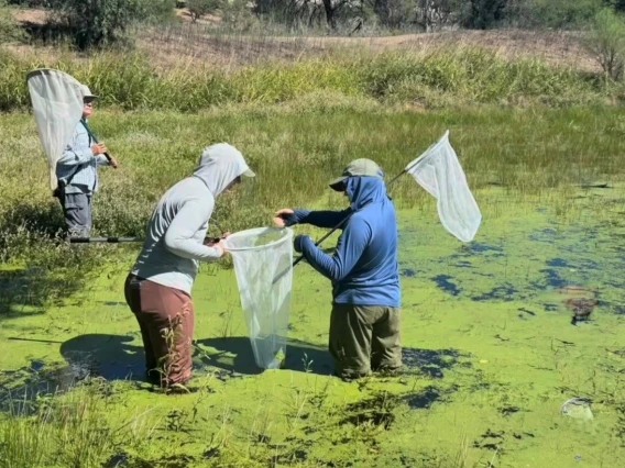Two people in a pond with dragonfly nets