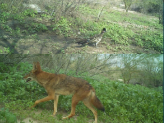 Camera trap images of coyote and road runner