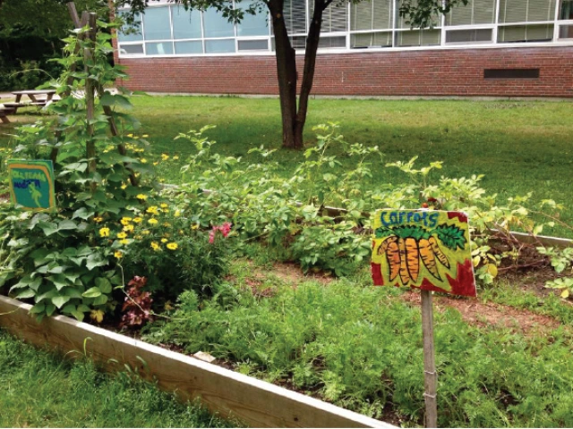 School garden with vegetables , including carrots