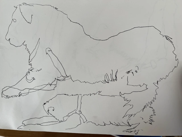Contour drawing of a dog