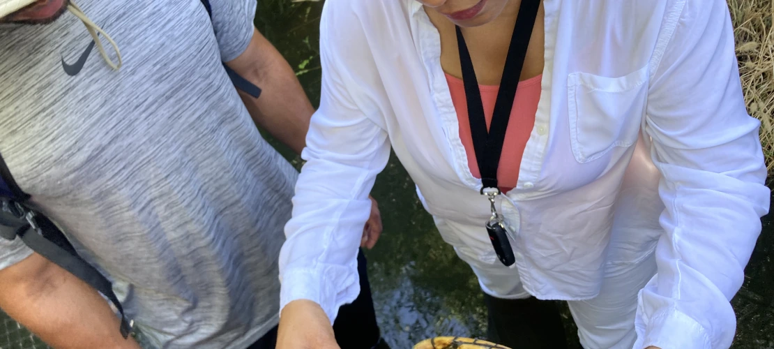 Two people measuring length of a turtle 