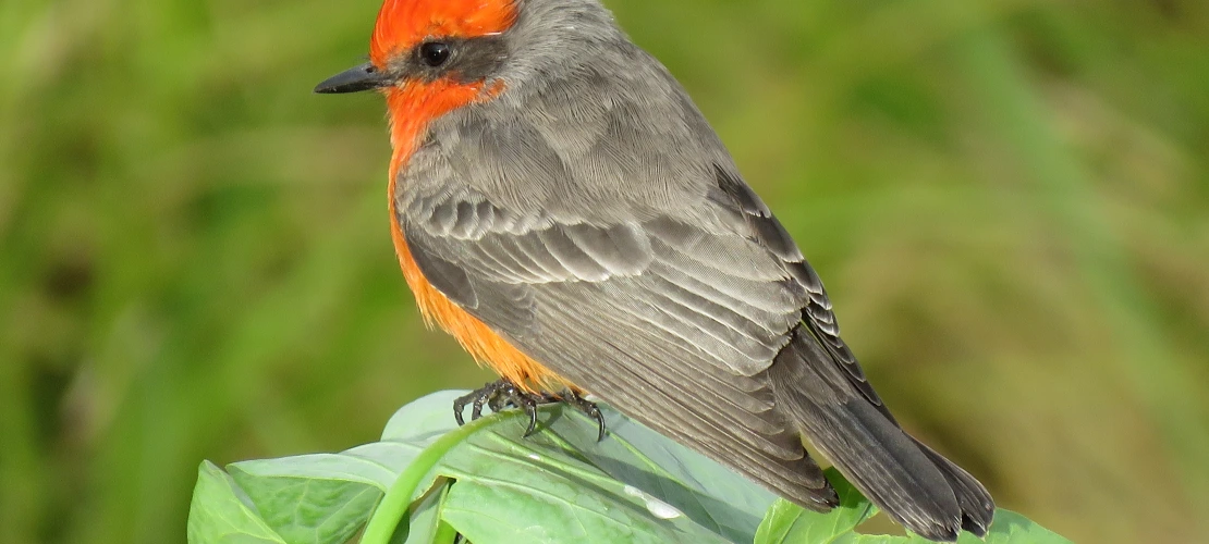 Image of Vermilion Flycatcher, a bird with a red head and chest, with gray wings