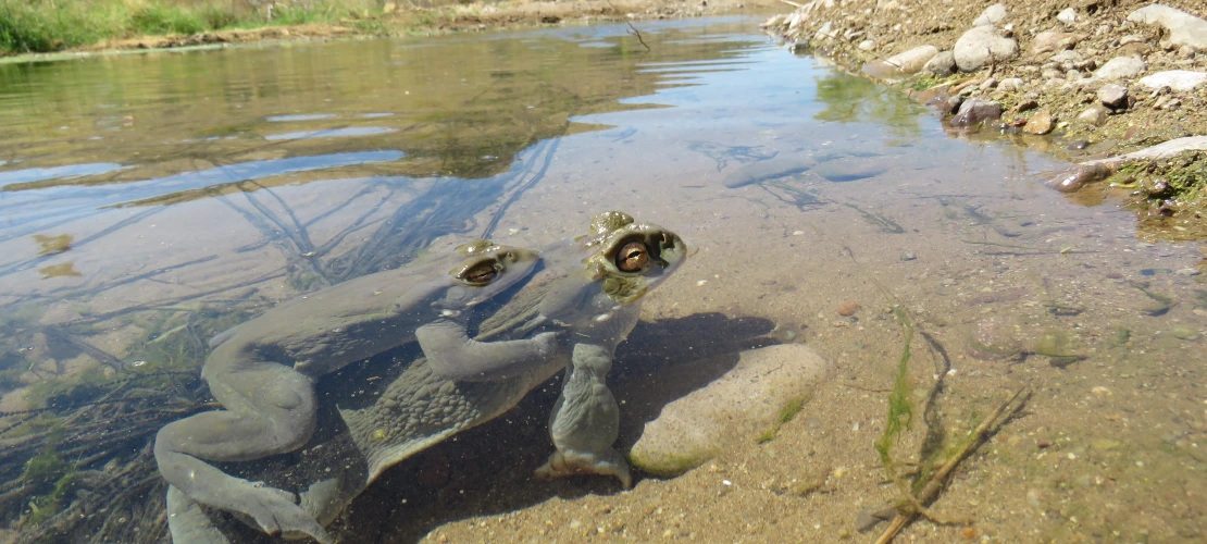 Image of 2 Sonoran Desert toads