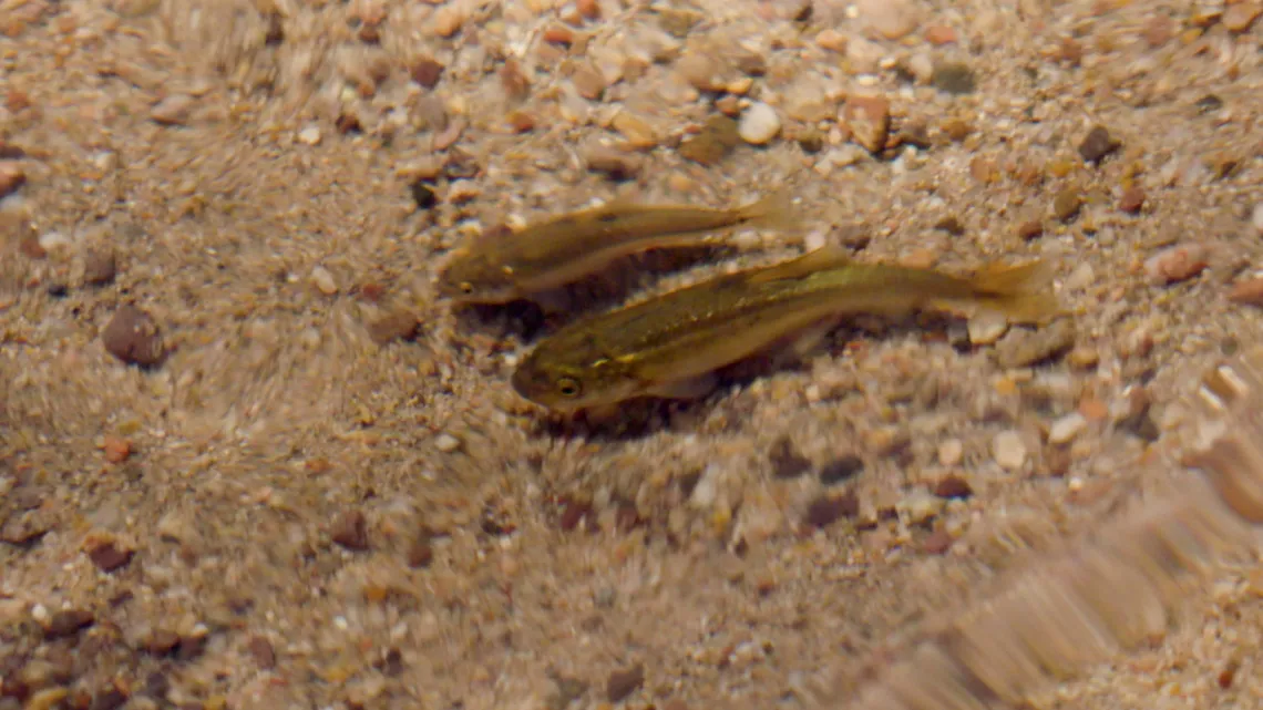 Two Longfin dace, small gold colored fish in water