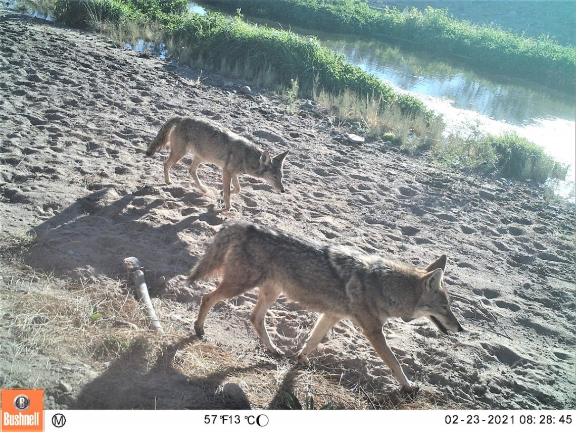 Coyotes walking along a river in Tucson
