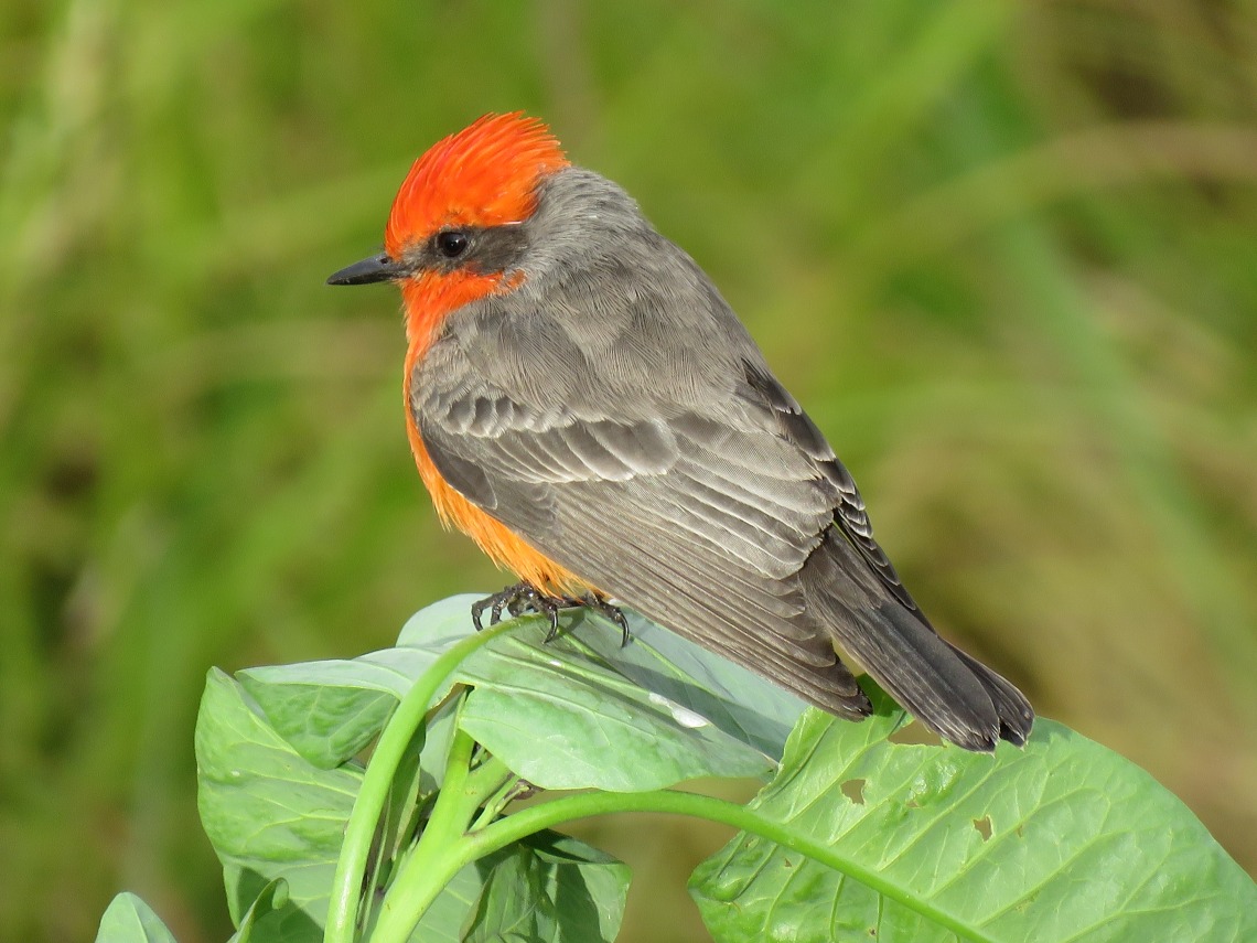 Image of Vermilion Flycatcher, a bird with a red head and chest, with gray wings