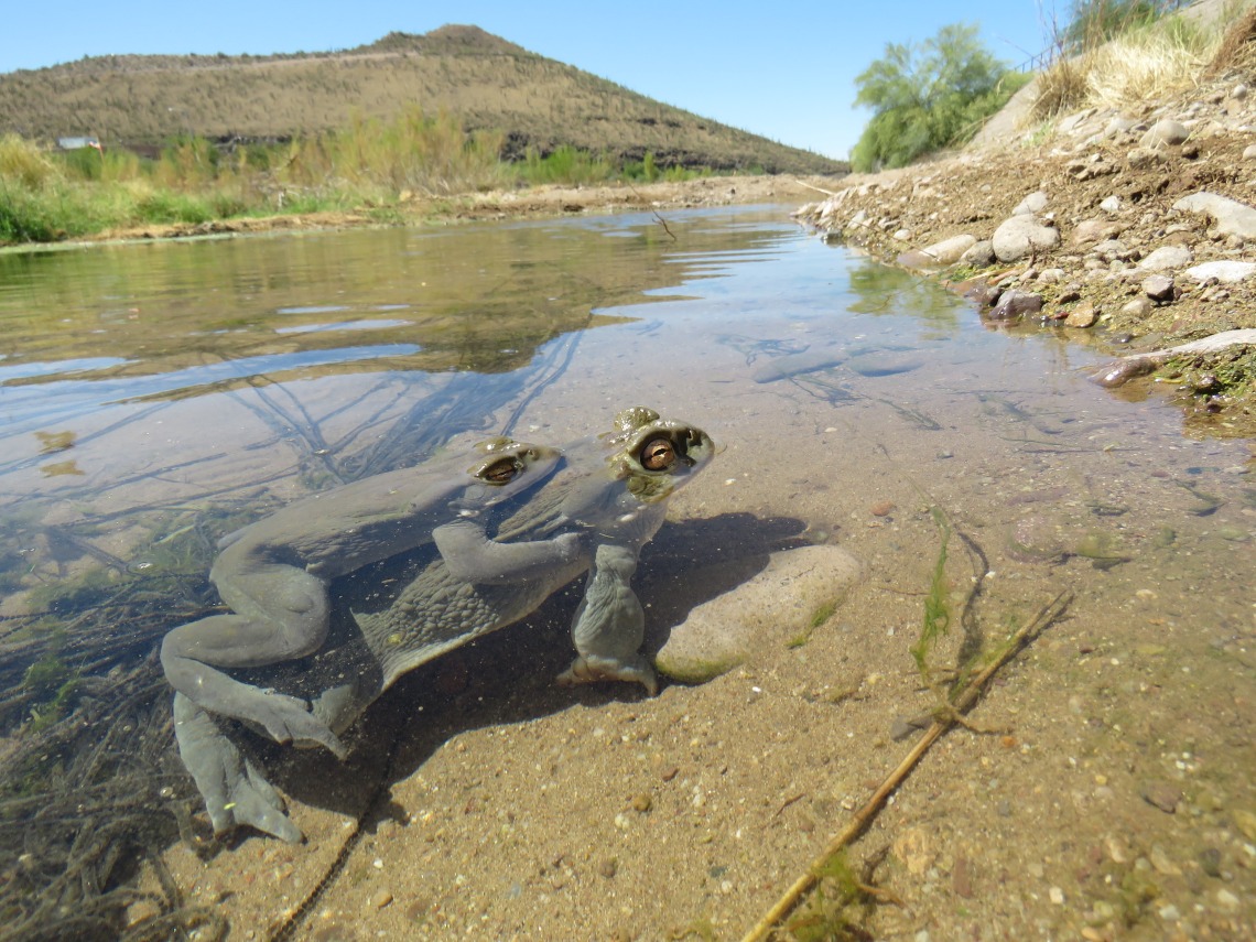 Image of 2 Sonoran Desert toads