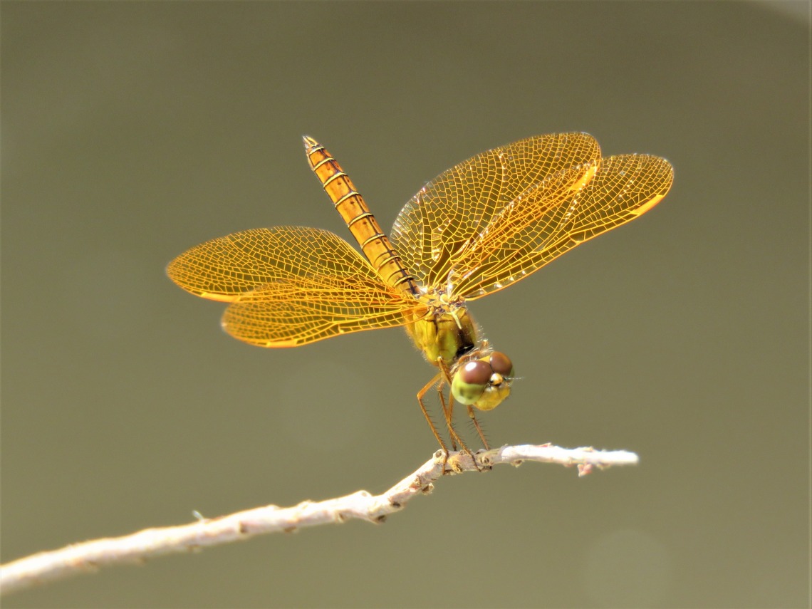 Mexican Amberwing dragonfly