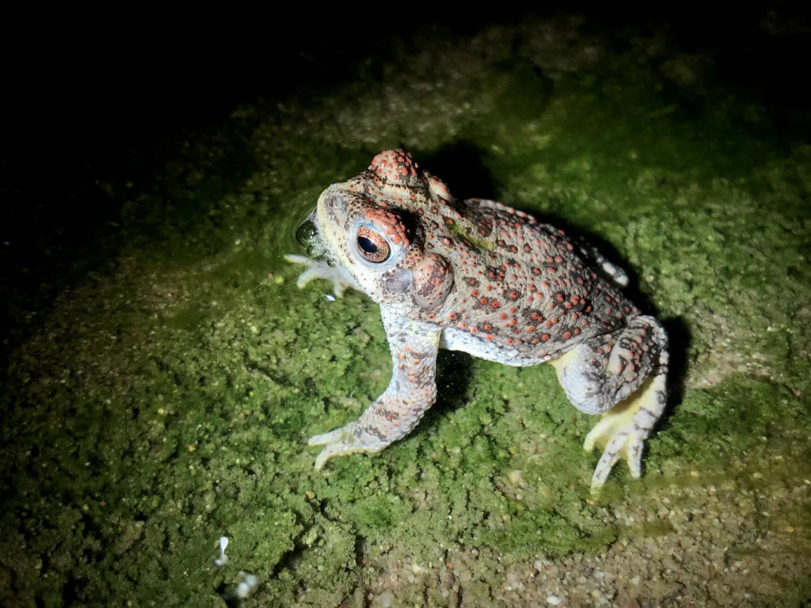 Red Spotted Toad in Santa Cruz River