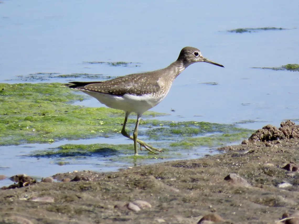 Sandpiper in Santa Cruz River