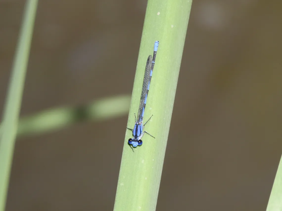 Harness-dancer dragonfly