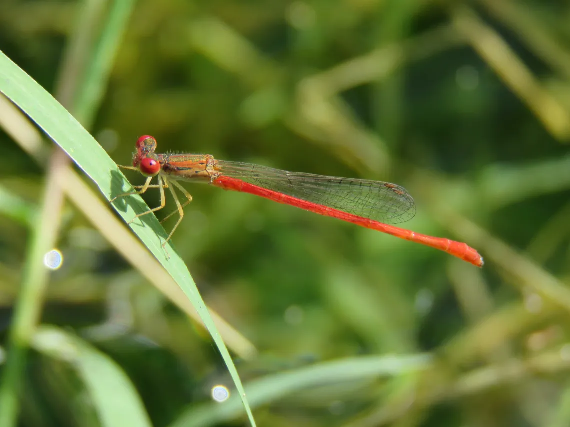 Desert Firetail dragonfly