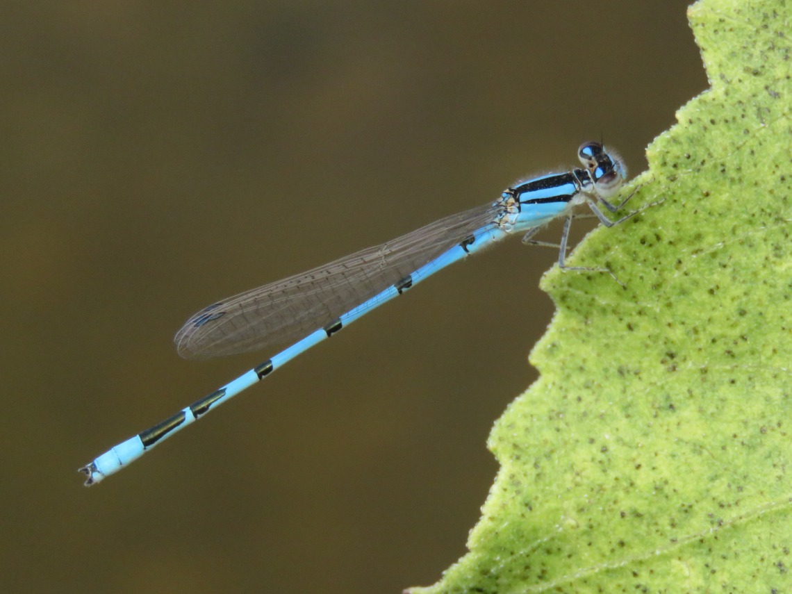 Familial Bluet dragonfly