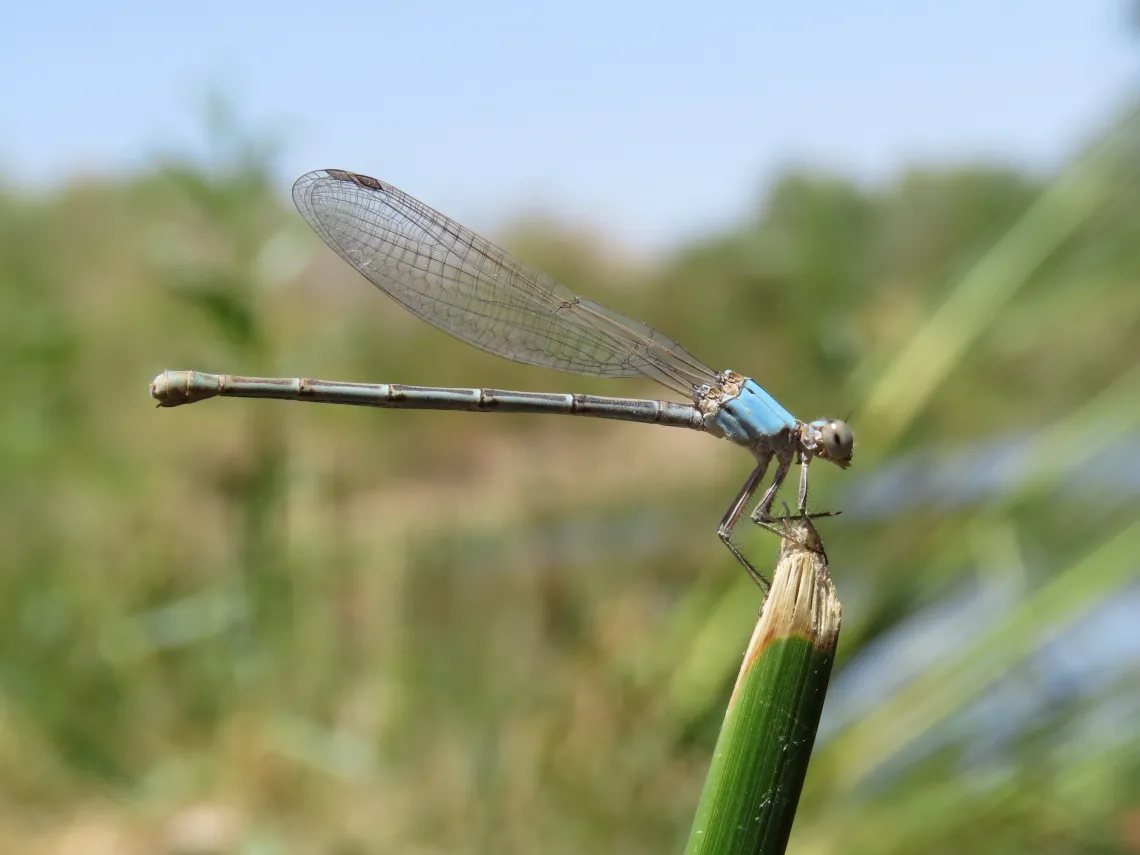 Powdered Dancer dragonfly