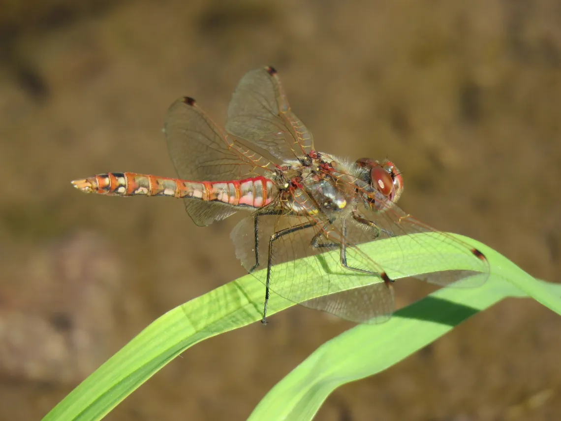 Variegated Meadowhawk dragonfly