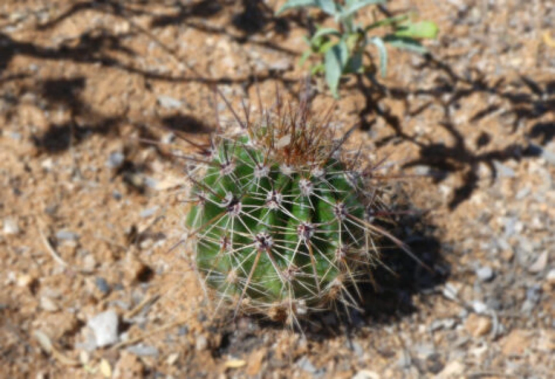 Small saguaro seedling