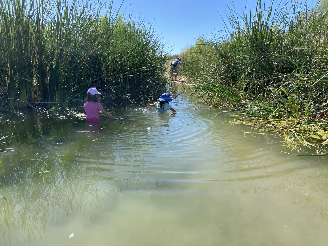 Two children in a river surrounded by cattails