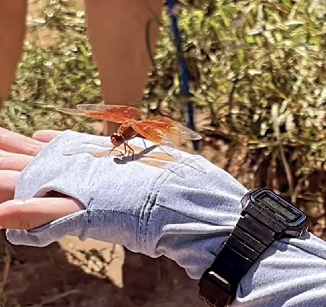 Flame Skimmer dragonfly on a person's hand