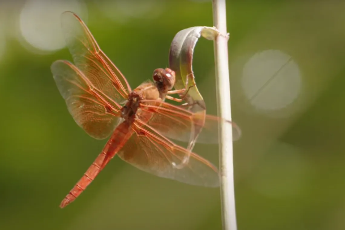 Flame Skimmer dragonfly on a stick with a green background