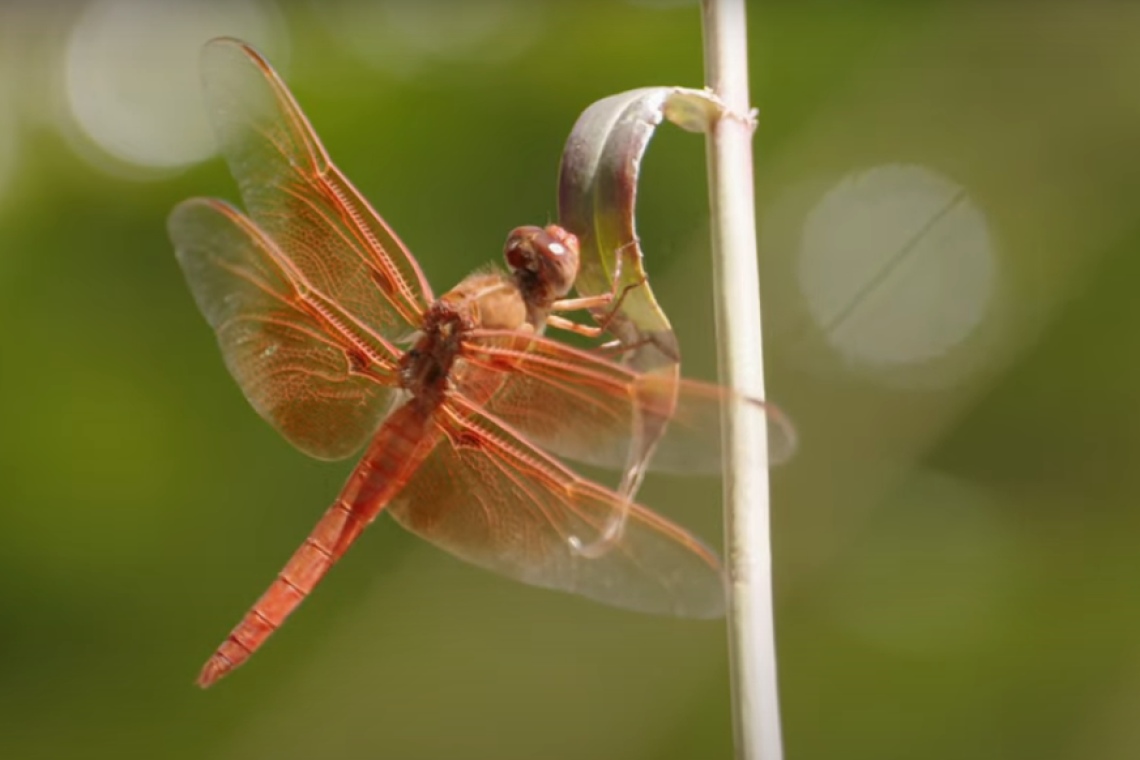 Flame Skimmer dragonfly on a stick with a green background