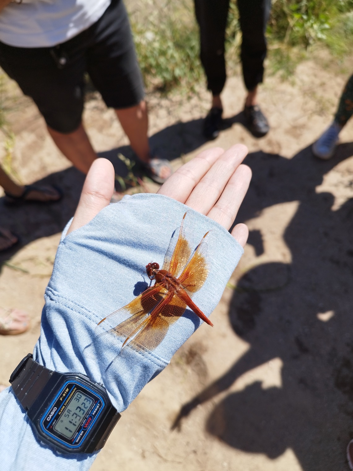 Person holding a flame skimmer dragonfly