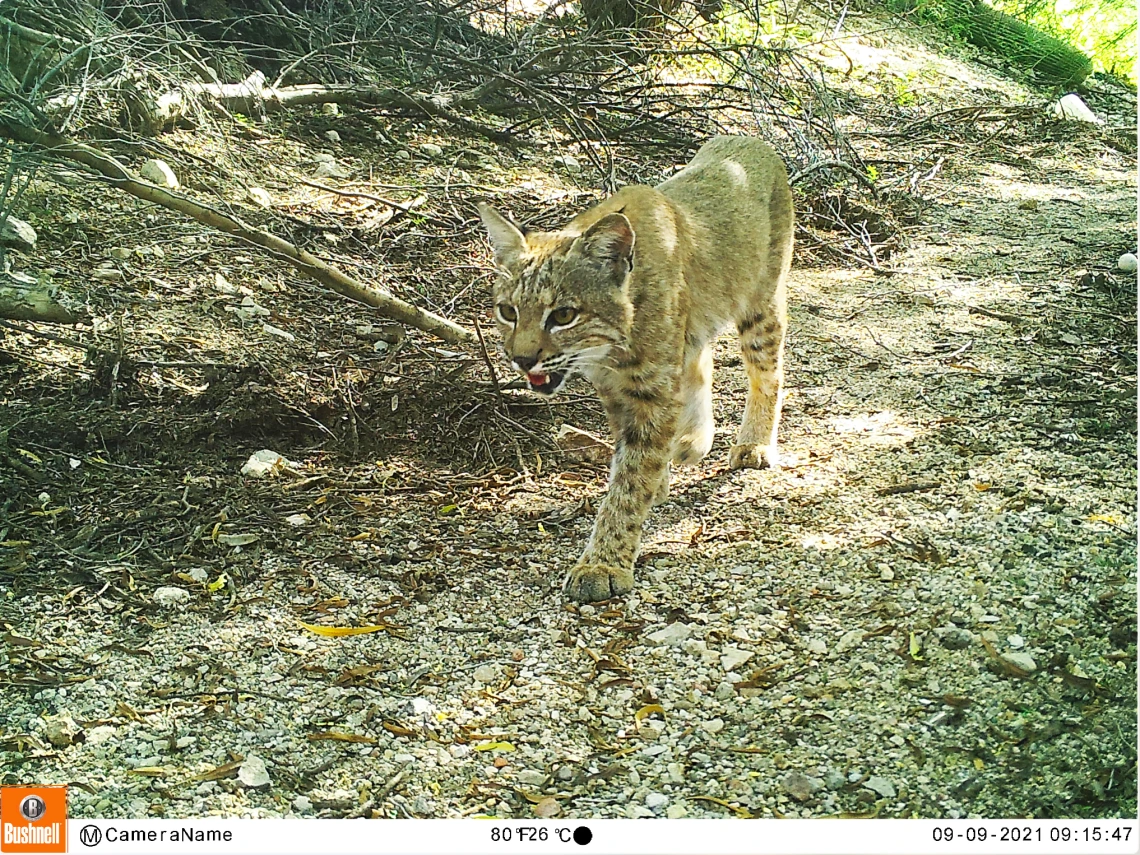 Bobcat image captured by wildlife camera in Arizona