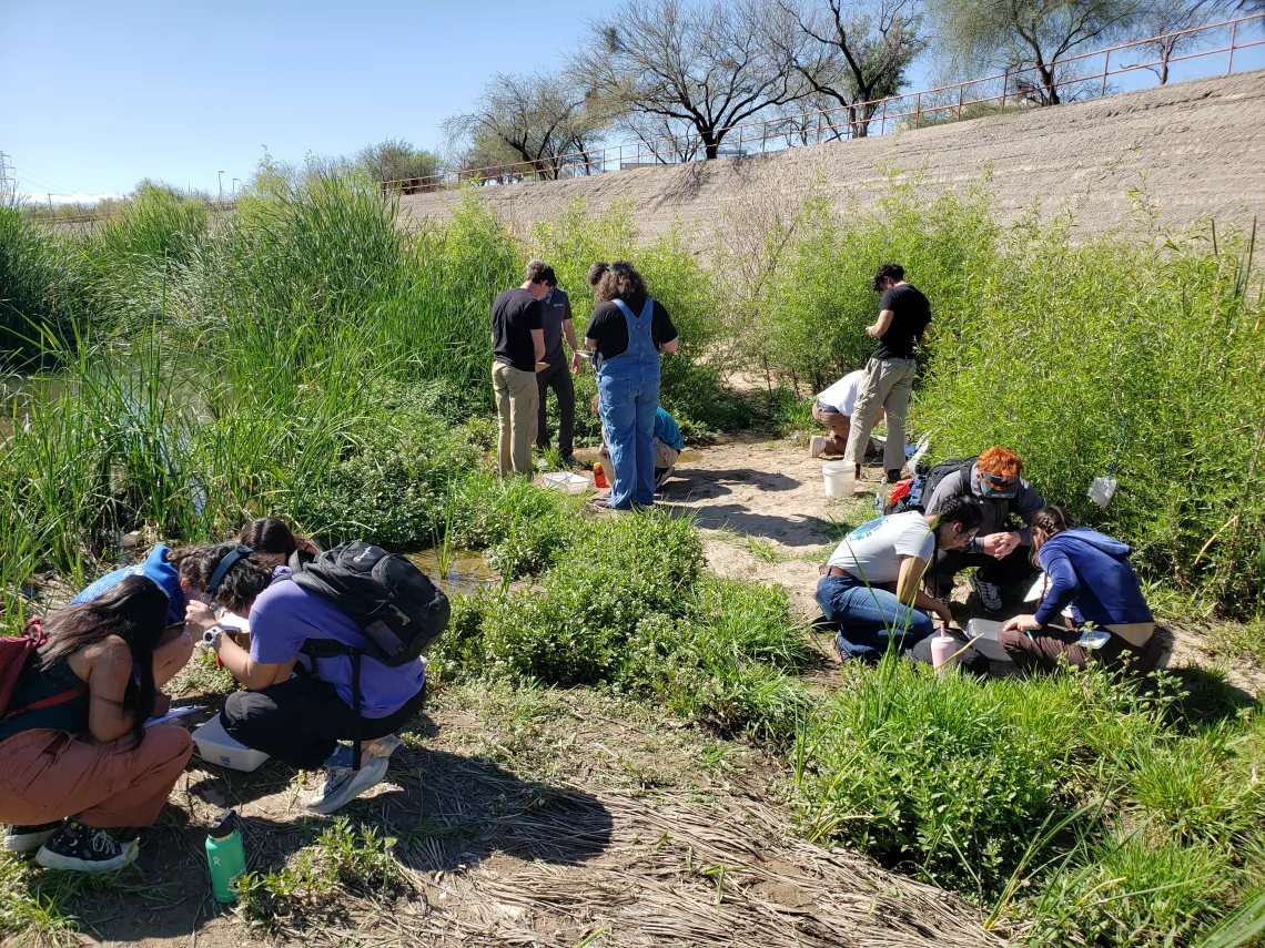 Students studying aquatic invertebrates on the Santa Cruz River in Tucson 