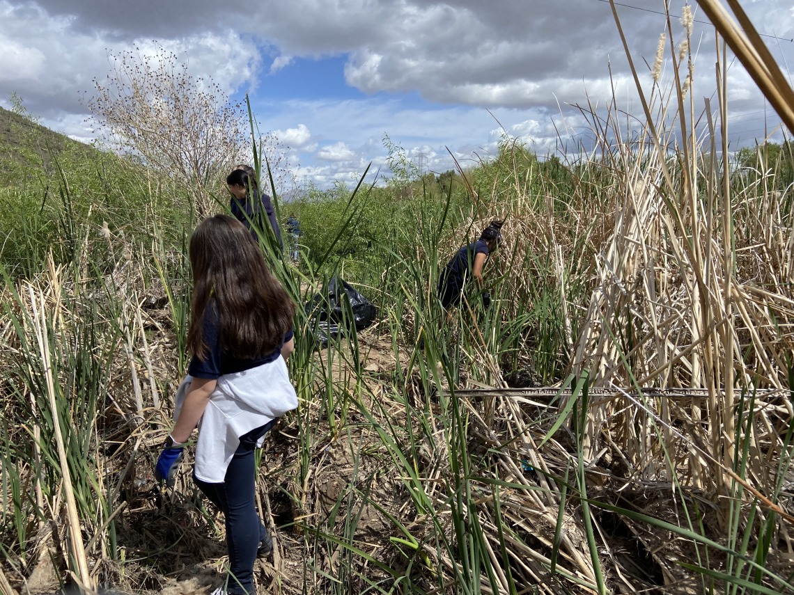 Students picking up trash in cattails at the Santa Cruz River in Tucson