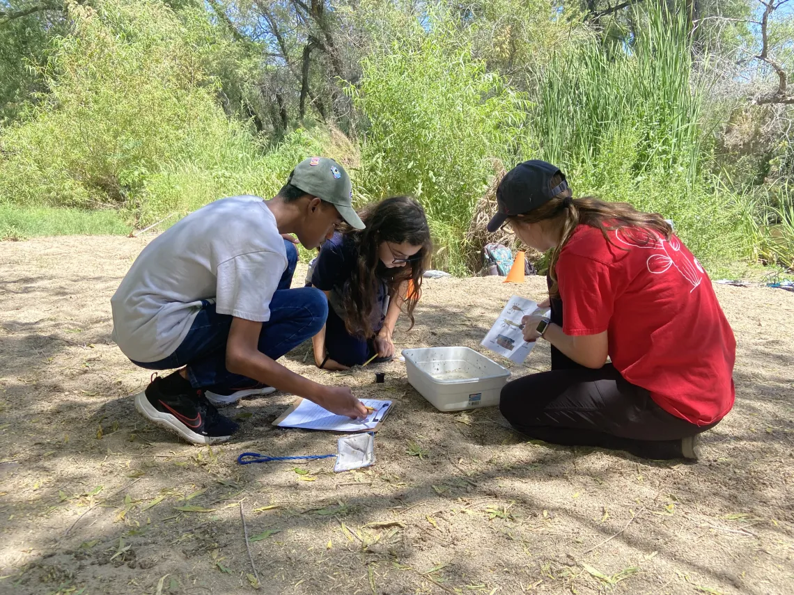 Students looking at a bin to identify macroinvertebrates near the Santa Cruz River 