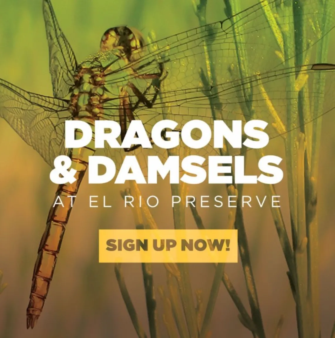 Flyer with dragonfly and Dragons & Damsels sign up now