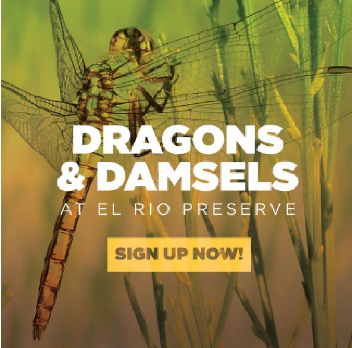 Flyer for Dragons and Damsels sign up