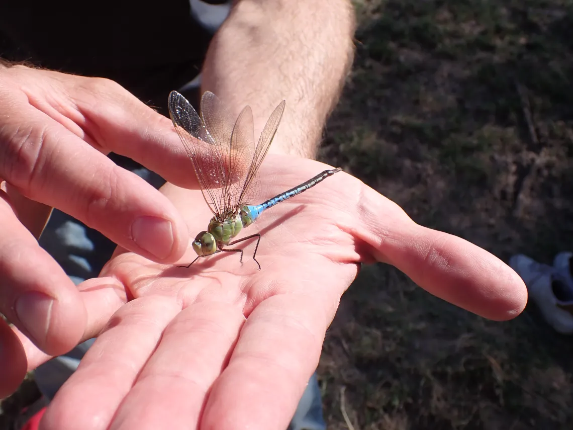 Person holding a dragonfly in their hand