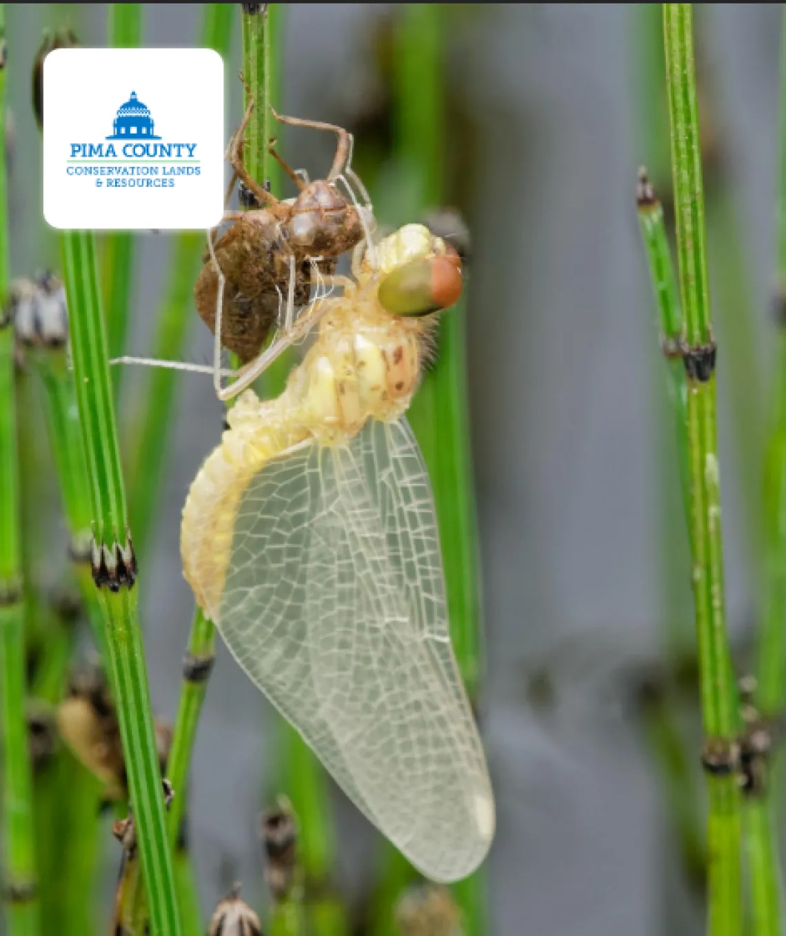 Newly emerged dragonfly holding on to a plant