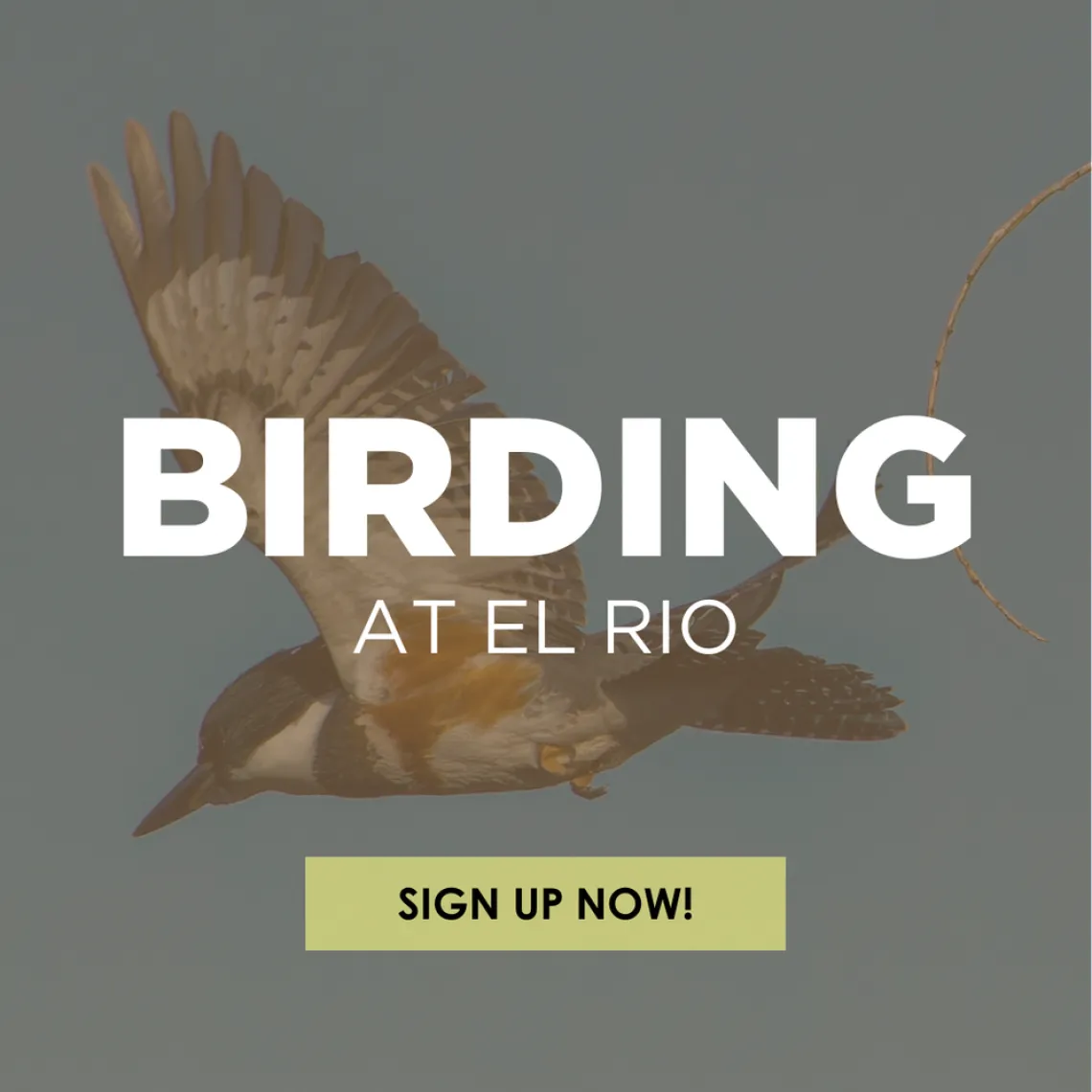 Bird flying over head with words El Rio Preserve